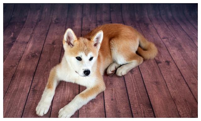 秋田和柴柴傻傻分不清楚的朋友看回來！禁養犬？