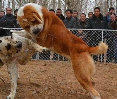 這6種知名的巨型犬，了解3個左右，算你利害