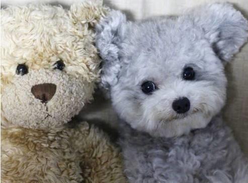 為何許多 人很反感泰迪犬，由于這5點“惹人嫌”了