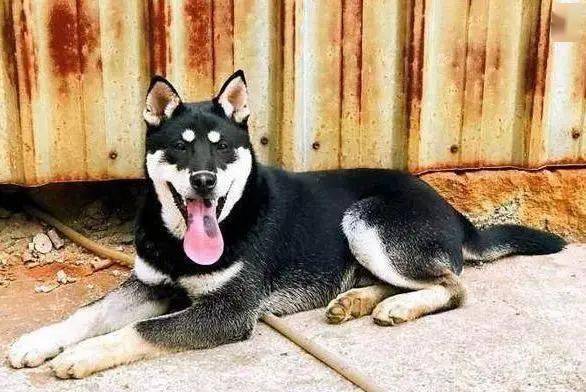 土狗比不上洋狗？這五種土狗也不比海外的品種狗差