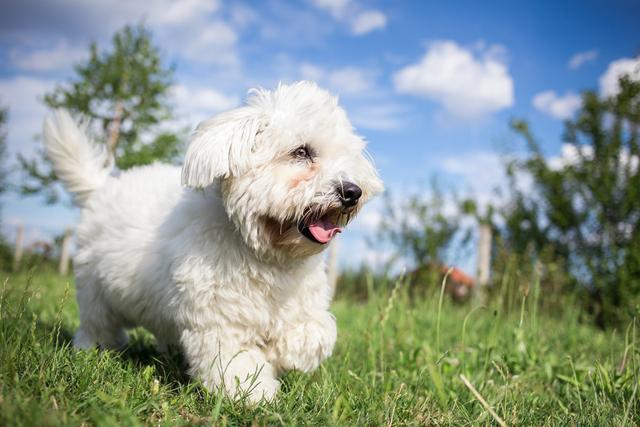 為什么討人喜歡的比熊犬那么少人養？網民：怕了，特別是在最終一條