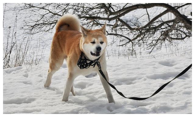 秋田和柴柴傻傻分不清楚的朋友看回來！禁養犬？