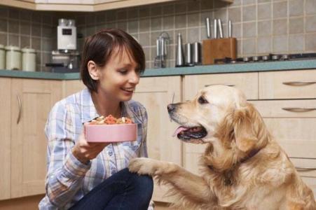 歷數男神金毛犬的8大缺陷，看了再決策需不需要養
