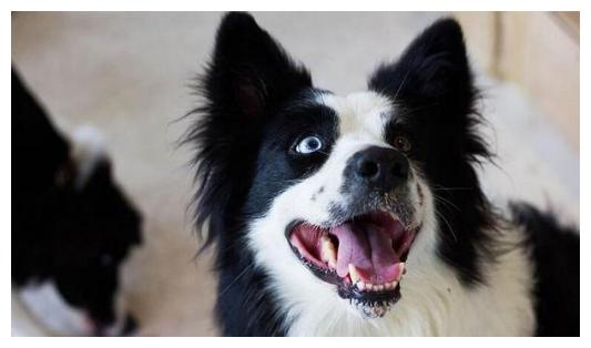 購買邊境牧羊犬，還記得盡量不要選下列七種，要不然估算你能被坑慘