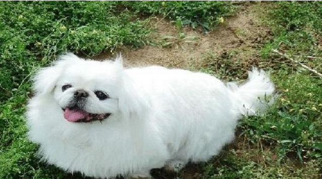 受人熱烈歡迎的就京巴犬，好看又討人喜歡，為何非常少見到了