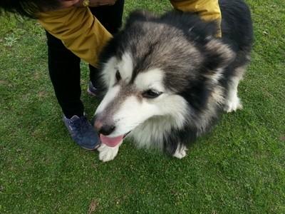 阿拉斯加犬不太好養？原來是這五個緣故，很致命性