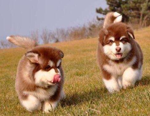 阿拉斯加犬不太好養？原來是這五個緣故，很致命性