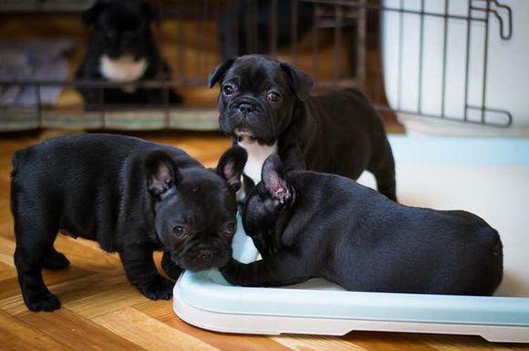 為何許多明星喜愛養法國斗牛犬？原先法牛有這7點獨到之處