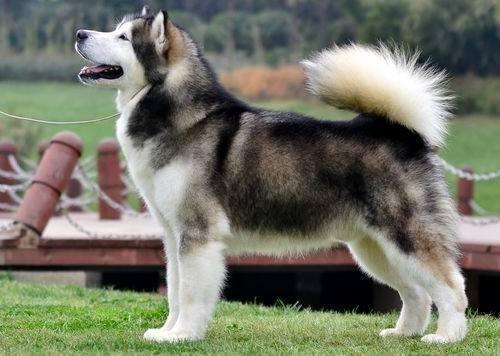 阿拉斯加犬不太好養？原來是這五個緣故，很致命性