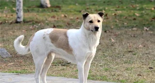 中華田園犬，比寵物狗好的6大優勢，千萬別看不上他們啦！