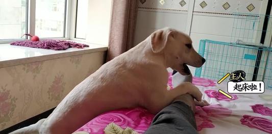 養狗以后，你能漸漸地反感狗嗎？
