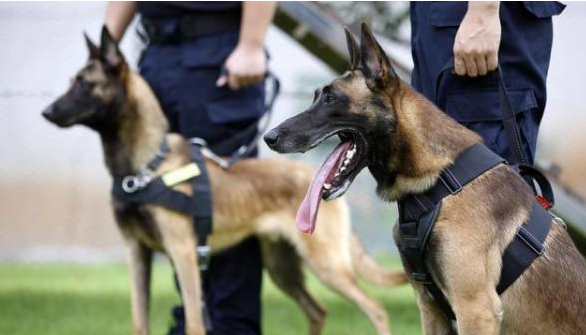 勸你不要養“馬犬”，這幾個方面，會令人覺得奔潰！