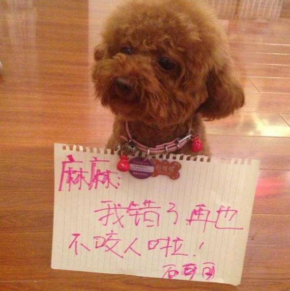 為何愈來愈多的人“棄養”泰迪犬？網民：我害怕了