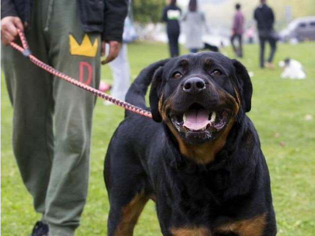 羅威納犬的6大優勢，網民：即使說養也害怕養啊！