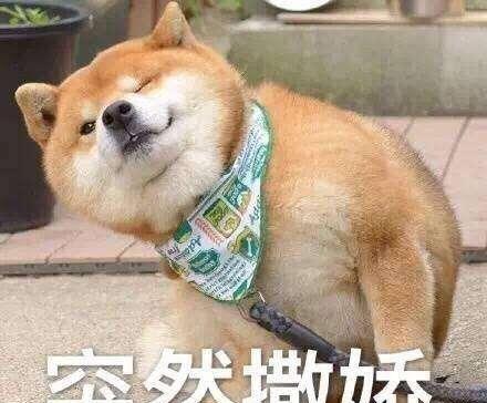 養狗以后，你能漸漸地反感狗嗎？