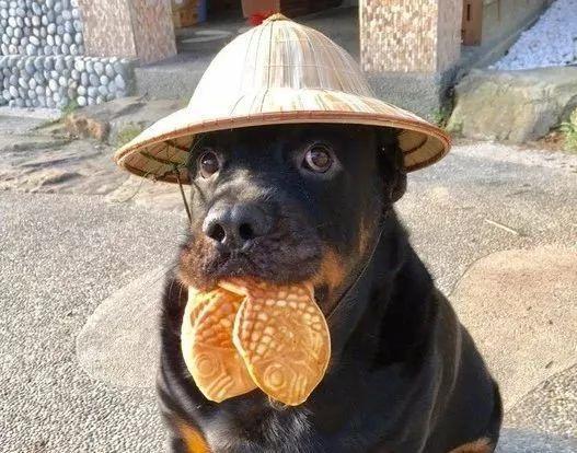 5種看上去是猛漢，但具體很溫柔的狗子，你最說養誰？