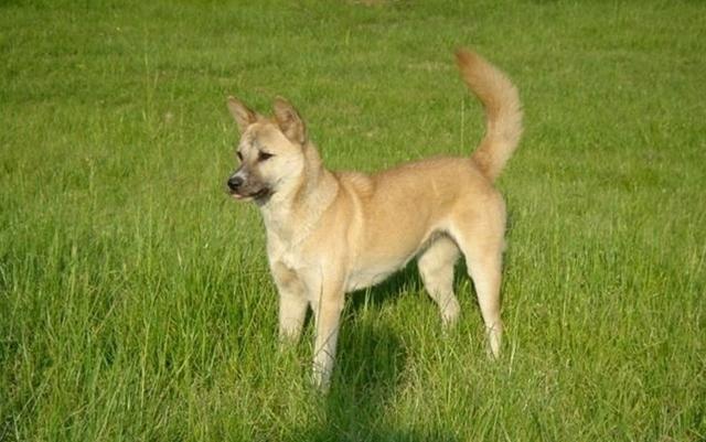 中華田園犬，比寵物狗好的6大優勢，千萬別看不上他們啦！