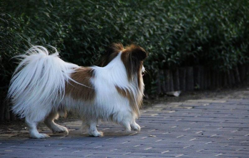 邊牧跟蘇牧全是牧羊犬，為何喜歡邊牧的人多？