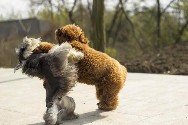為何愈來愈多的人“棄養”泰迪犬？網民：我害怕了
