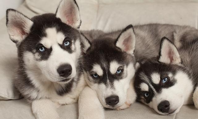 打死都做不了“警犬”的5種狗，并不是太蠢，就是說太聰明！