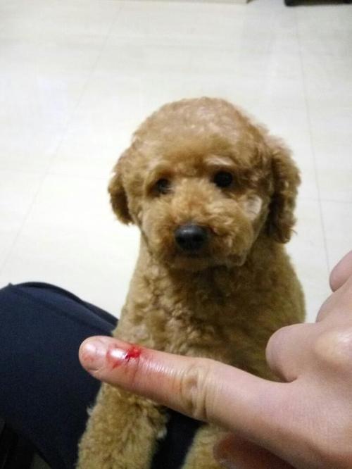 為何愈來愈多的人“棄養”泰迪犬？網民：我害怕了