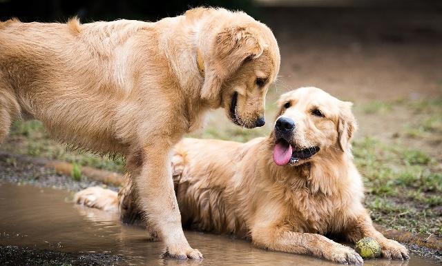 打死都做不了“警犬”的5種狗，并不是太蠢，就是說太聰明！