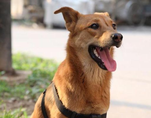 中華田園犬，比寵物狗好的6大優勢，千萬別看不上他們啦！