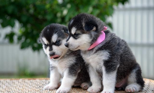 打死都做不了“警犬”的5種狗，并不是太蠢，就是說太聰明！