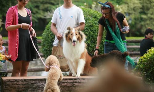 養狗以后，你能漸漸地反感狗嗎？