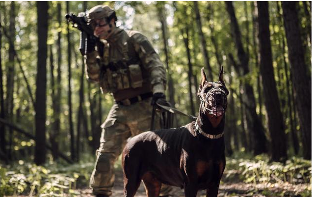 和德牧一樣酷的軍犬，可不停一種，全是狗界“靚仔”！