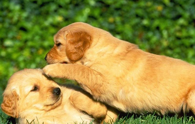 邊牧跟蘇牧全是牧羊犬，為何喜歡邊牧的人多？