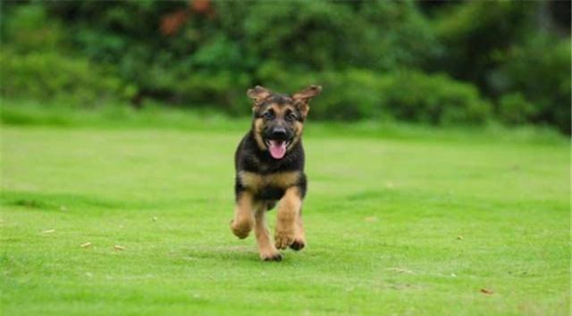 大家喜愛牧羊犬嗎？假如喜愛那下邊幾類牧羊犬看一下有木有要想的？