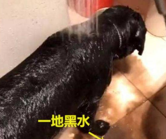 養黑狗好還是白狗好，這4個比照，一目了然