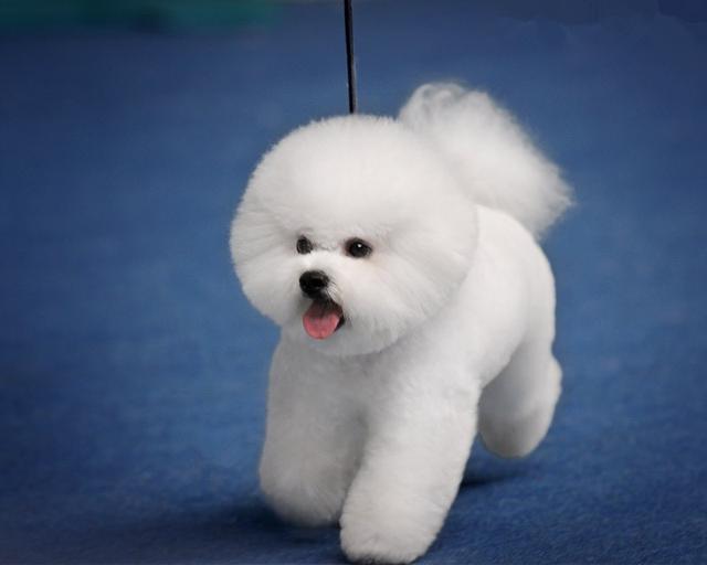 比熊VS白色貴賓犬，你可以分清嗎？
