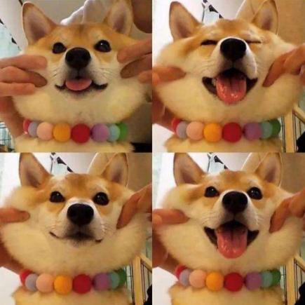 柴犬的5大特性，看了你要會養嗎？