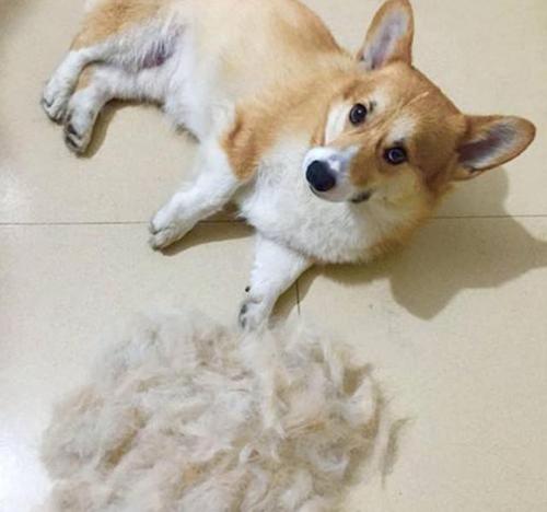 狗狗換毛季，我們要注意哪些細節？