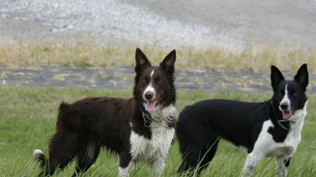 大家喜愛牧羊犬嗎？假如喜愛那下邊幾類牧羊犬看一下有木有要想的？