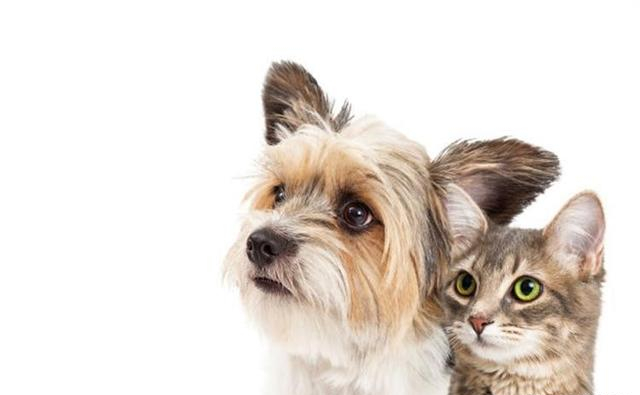 梗類犬一共有多少種，帶大伙兒來認識一下