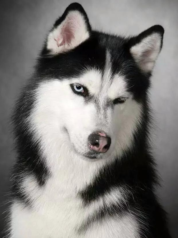 決不亂咬的三大溫馴犬品種，強烈推薦將要變成狗奴的你