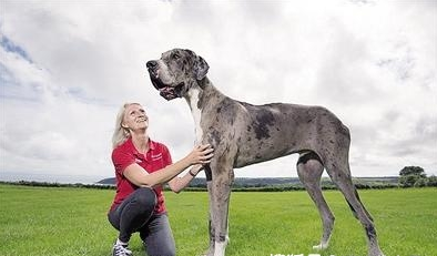 7種“壽命短”的小狗，“德國牧羊犬”入選，養了請好好珍惜