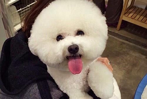 比熊VS白色貴賓犬，你可以分清嗎？