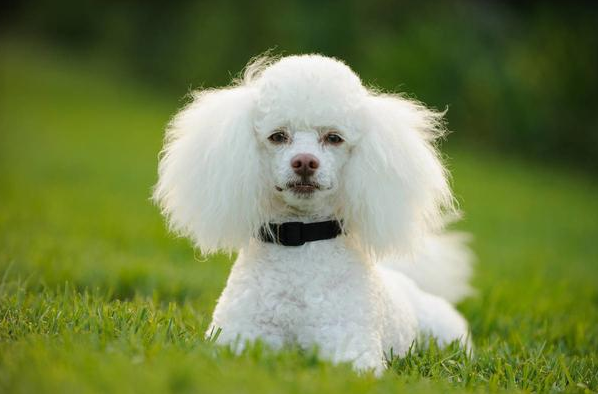 比熊VS白色貴賓犬，你可以分清嗎？