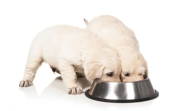 金毛vs拉布拉多犬，哪家更合適你？