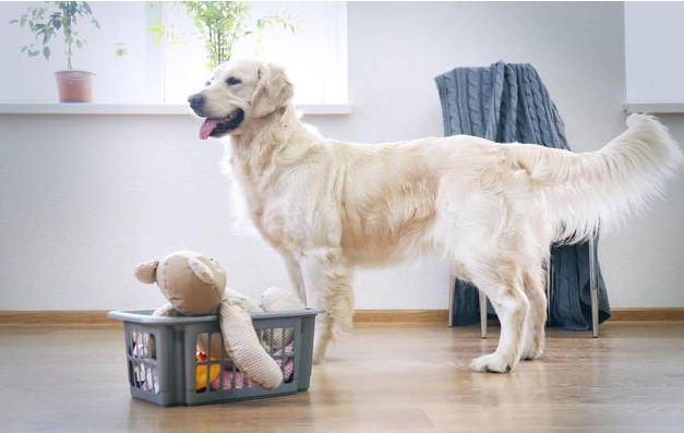 金毛vs拉布拉多犬，哪家更合適你？