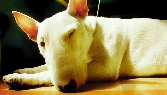 梗類犬一共有多少種，帶大伙兒來認識一下