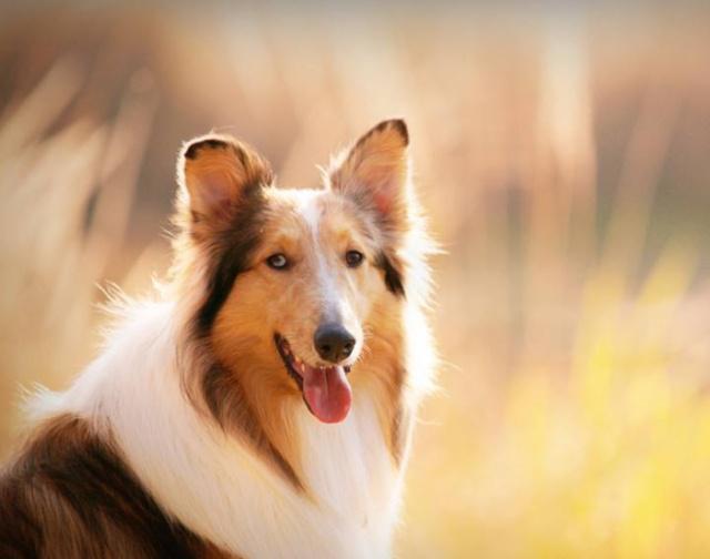 大家喜愛牧羊犬嗎？假如喜愛那下邊幾類牧羊犬看一下有木有要想的？