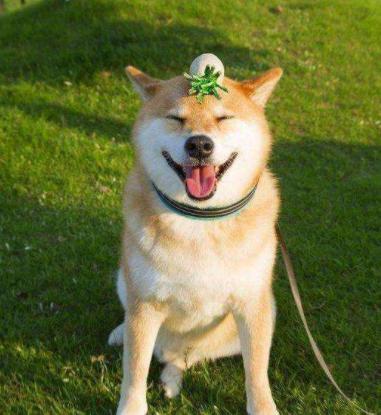 柴犬的5大特性，看了你要會養嗎？