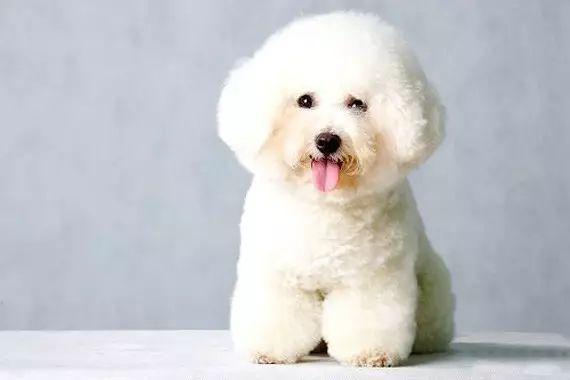 比熊VS白色貴賓犬，你可以分清嗎？