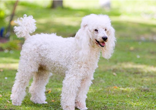 比熊VS白色貴賓犬，你可以分清嗎？