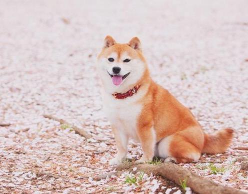 柴犬的5大特性，看了你要會養嗎？